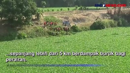 Hamparan Eceng Gondok di Bengawan Solo Ternyata Berbahaya, Meski Terlihat Indah