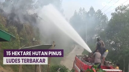 15 Hektare Hutan Pinus di Mamasa Ludes Terbakar, Api Dekati Permukiman Warga