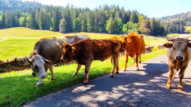 vaches dans Alpages du Jura