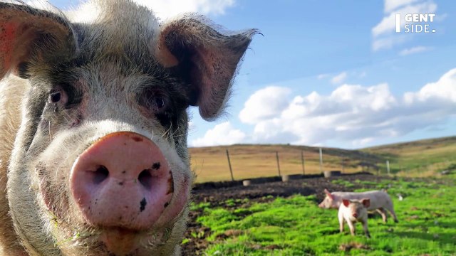 Comment réagir lors d’une attaque de cochons, l’attitude à adopter pour éviter de se faire blesser