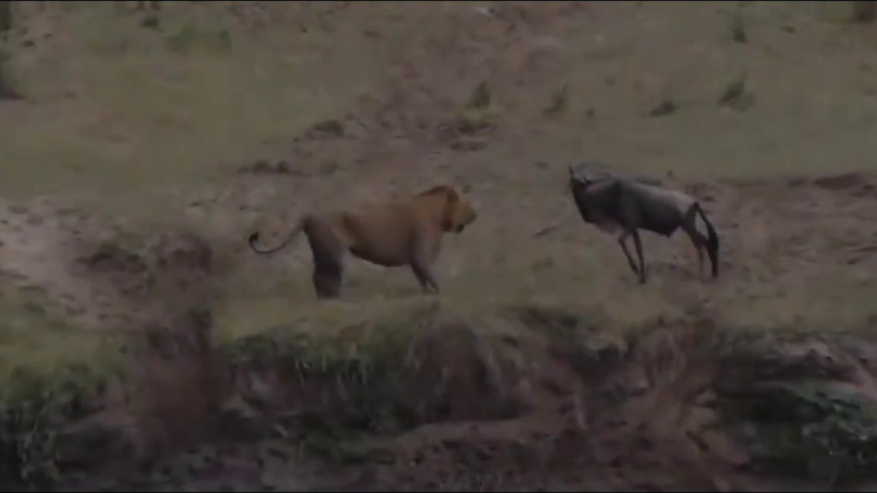 Apa yang Terjadi Ketika Macan Bertemu Kerbau?