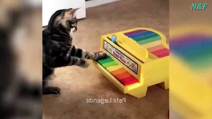 Funniest Cats Videos, The Siliest, Cutest And Funniest Cats 39