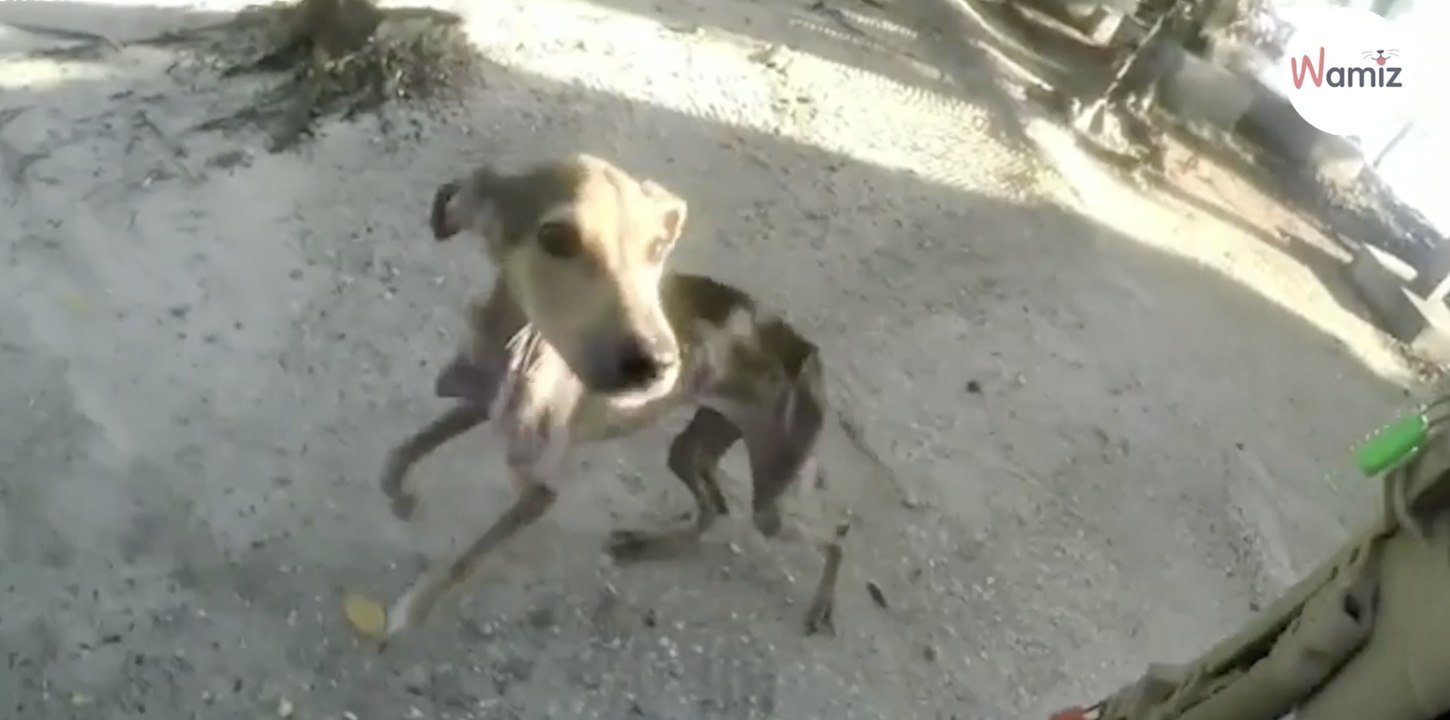 Mann im Kajak macht auf einsamer Insel einen erschütternden Fund