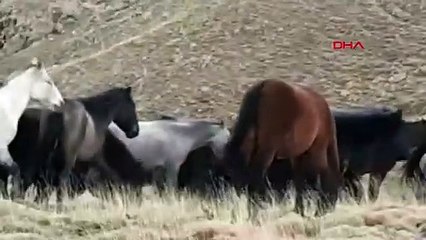 Kumalar Dağı'nda Yılkı Atları Görüntülendi