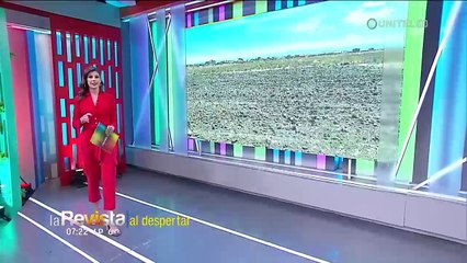 Productores del área rural de El Alto deciden suspender la siembra de papa por la sequía