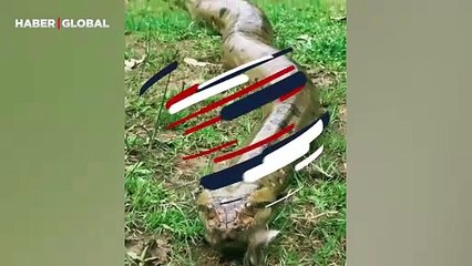 Anakondanın yanından geçen tembel hayvanın yaptıkları şoke etti