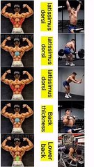 The PERFECT Back Workout (Sets and Reps Included) #shorts