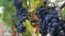 Place aux Paysans : La viticulture Chambre d'Agriculture Loire
