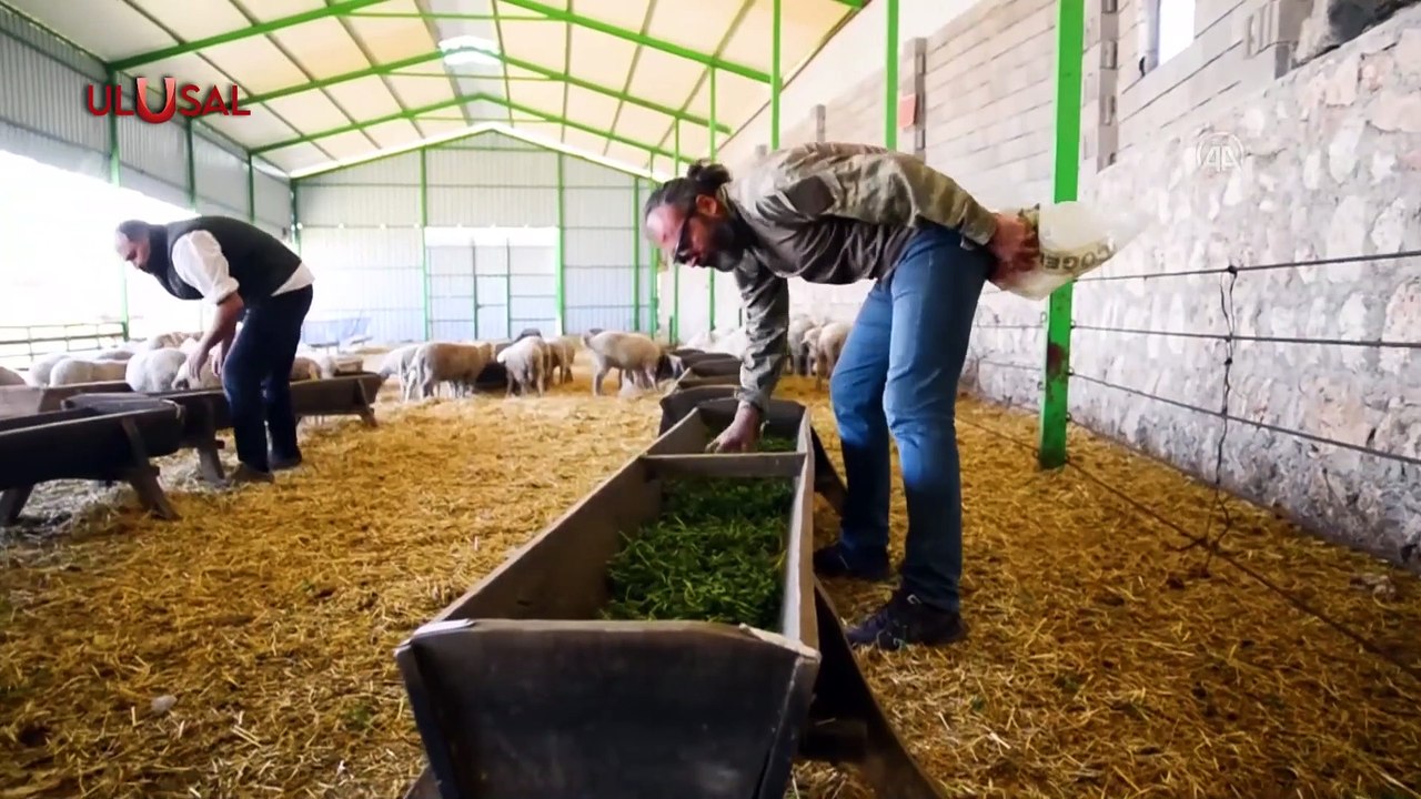 Vatan Partisi'nden AK Parti'ye İthalat Eleştirisi! Sığır İthalatı Sekize Katlandı