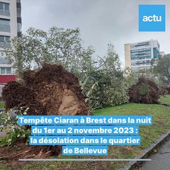 Tempête Ciaran à Brest : la désolation à Bellevue