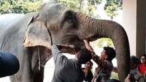 The elephant had ulcers in her eyes, her eyesight had become weak.