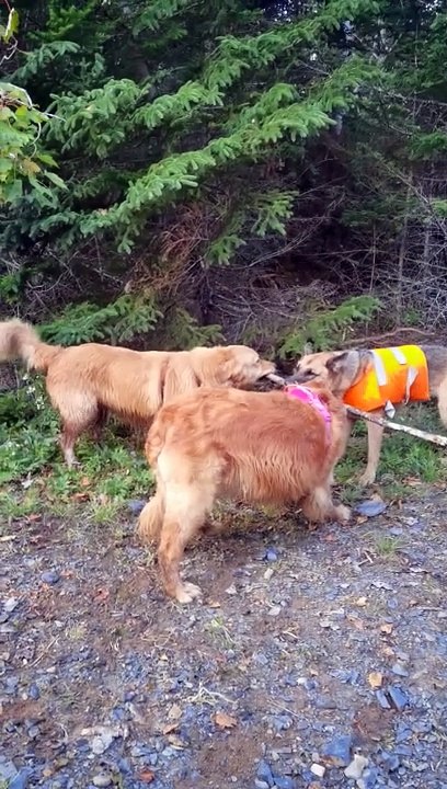 Des chiens en randonnée jouent au tir à la corde