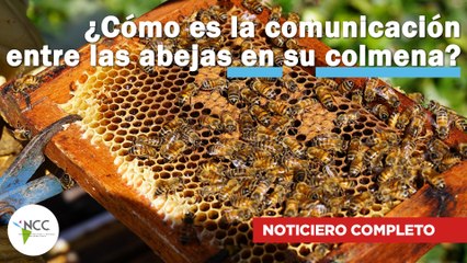 ¿Cómo es la comunicación entre las abejas en su colmena? | 601 | 06 al 10 de octubre de 2023