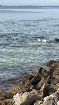 Coin des dauphins poisson sur les rochers