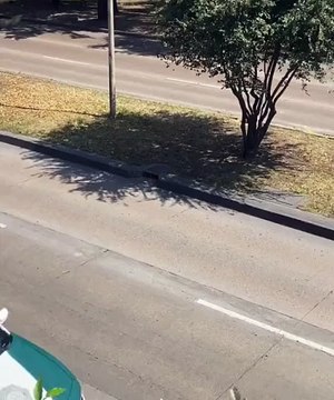 Un chiot mène le défilé