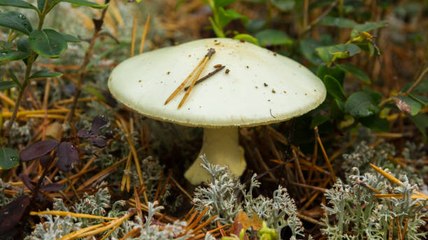 Mujer Mata A La Familia De Su Ex Con Setas Venenosas