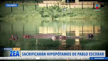 Colombia sacrificará a algunos hipopótamos de Pablo Escobar