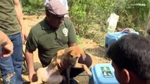 فيديو: نجتْ من الذبح... كلاب حُرّرت من مسلخ في فيتنام بعد قرار صاحبها وقف الإتجار بلحومها
