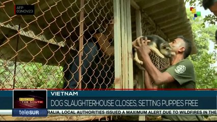 Dog slaughterhouse in Vietnam closes and sets puppies free