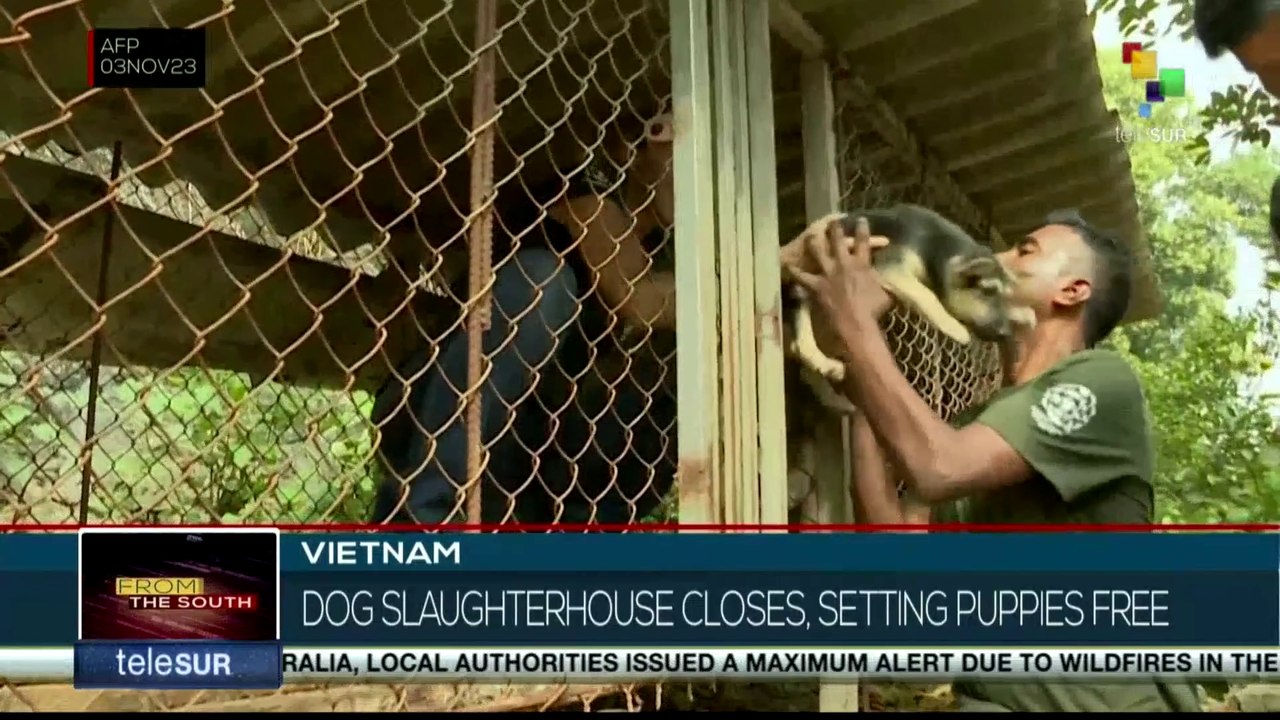 Dog slaughterhouse in Vietnam closes and sets puppies free