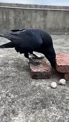 Smart Crow