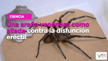 Una araña venenosa como aliada contra la disfunción eréctil