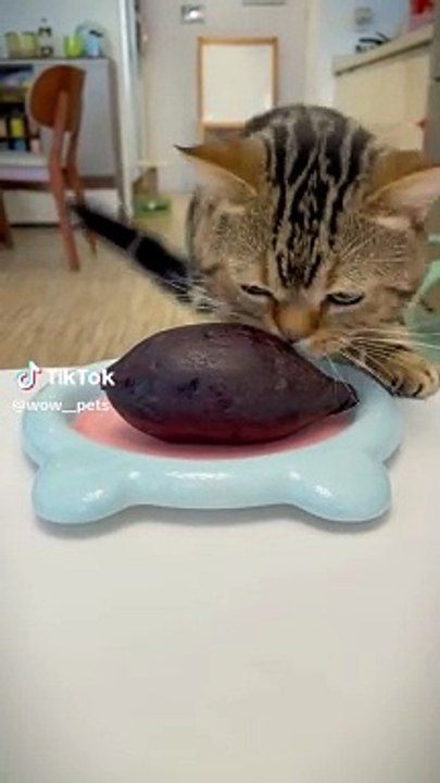 Gato causa sensación en TikTok al comer betarraga: "El michi vegano sí existe"