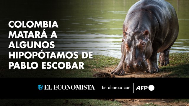 Colombia matará a algunos hipopótamos de Pablo Escobar