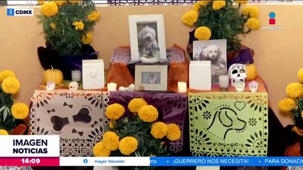 Así son los servicios funerarios para mascotas
