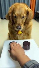 Disapointed dog 4 food