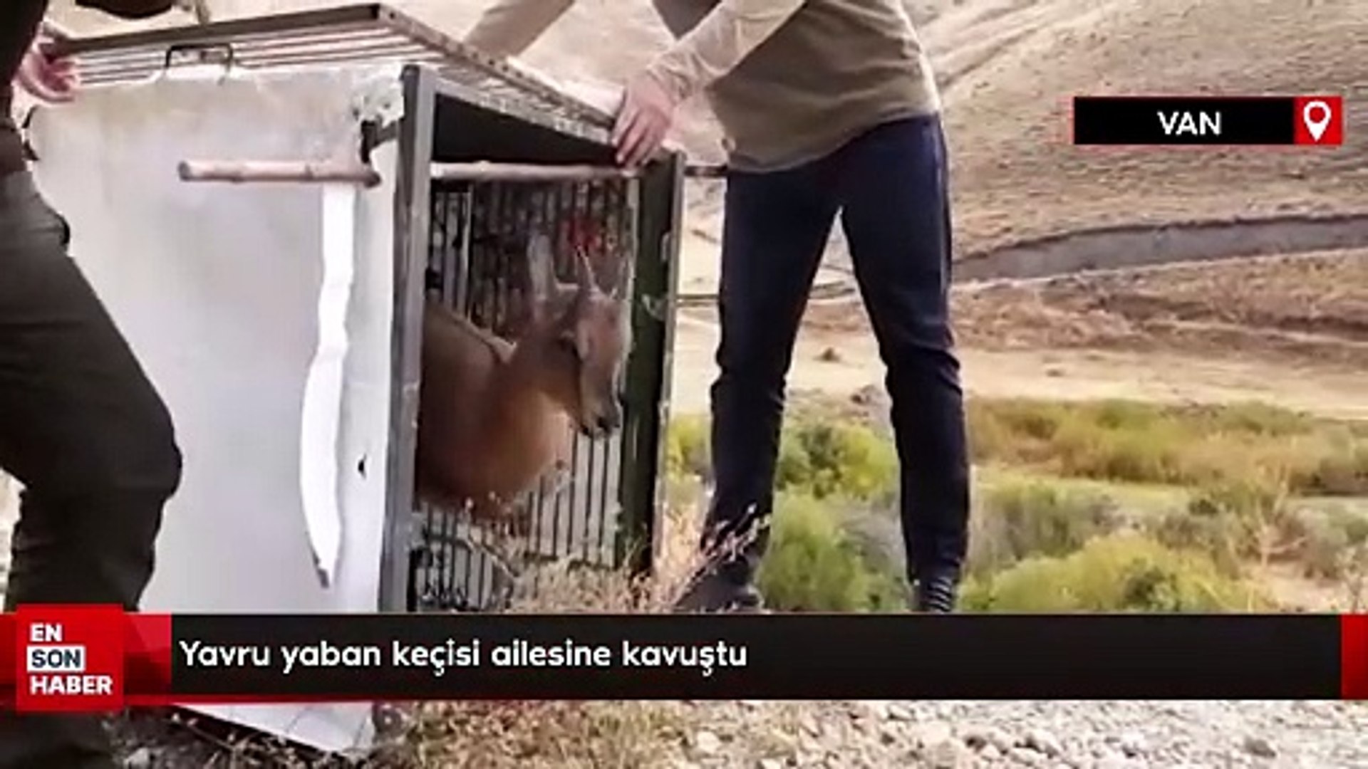 Yavru yaban keçisi ailesine kavuştu