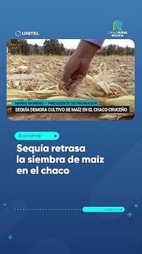 Sequía retrasa la siembra de maíz en el chaco