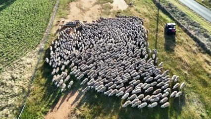 Sheep farmers destock as dry weather plunges prices