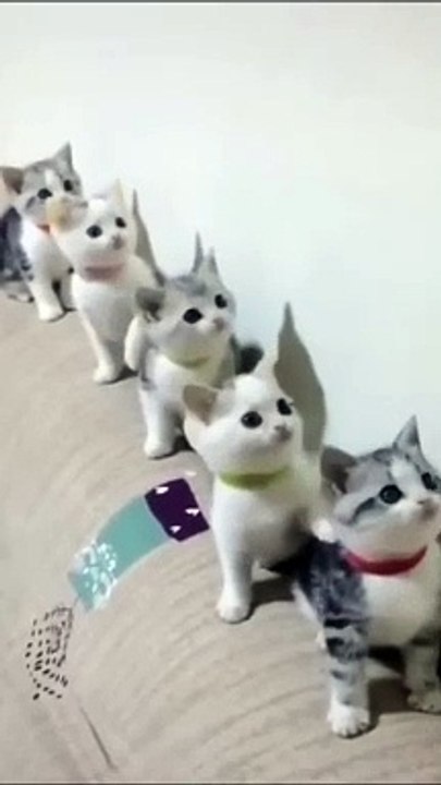 Cats Doing Cat Things - funny cat videos