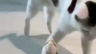 Funny cat videos | cute cats | Try not to laugh | Cat videos Compilation 2023