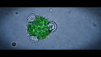 Alien Apocalypse Trailer