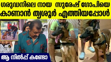 ഗരുഡനിലെ തന്റെ പ്രിയപ്പെട്ട നായ സുരേഷ് ഗോപിയെ കാണാൻ തൃശൂർ എത്തിയപ്പോൾ, തകർപ്പൻ വീഡിയോ