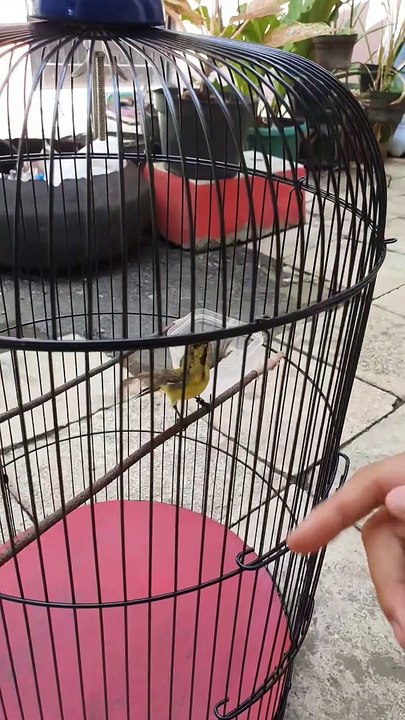 kolibri sogok ontong atau sogon perawatan dan cara menggacorkan
