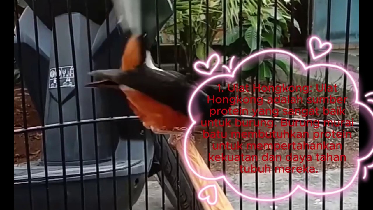 Cara Pemberian EF murai Batu