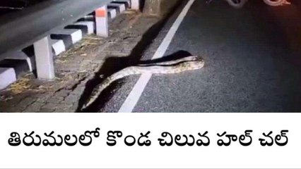 తిరుపతి జిల్లా: తిరుమలలో కొండ చిలువ హల్ చల్