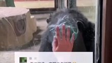 氣球意外爆炸，猩猩很生氣。Balloon accidentally exploded, gorilla was so angry.