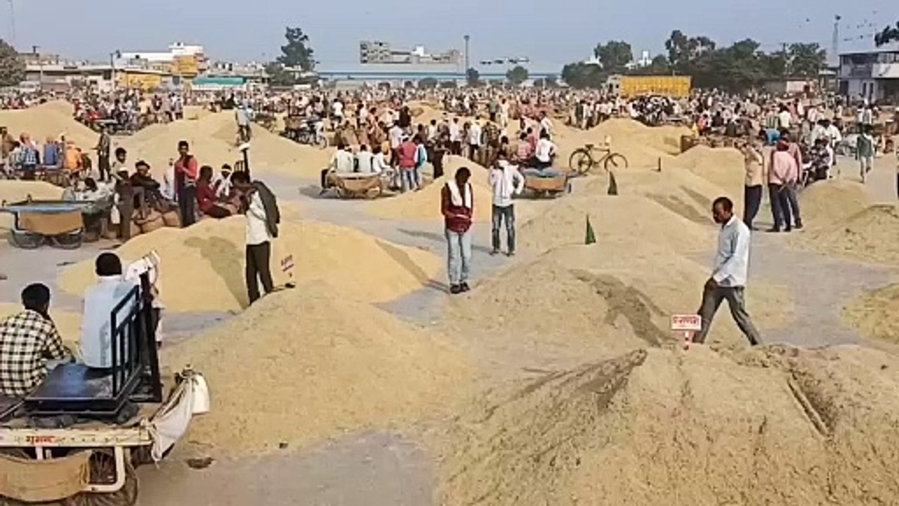 कृषि उपज मंडी गुलजार: धान की बम्पर आवक से गहमा-गहमी, आज भी जारी रहेगी नीलामी