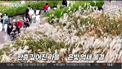 [생생갤러리] '한층 깊어진 가을'…은빛 억새 물결 外