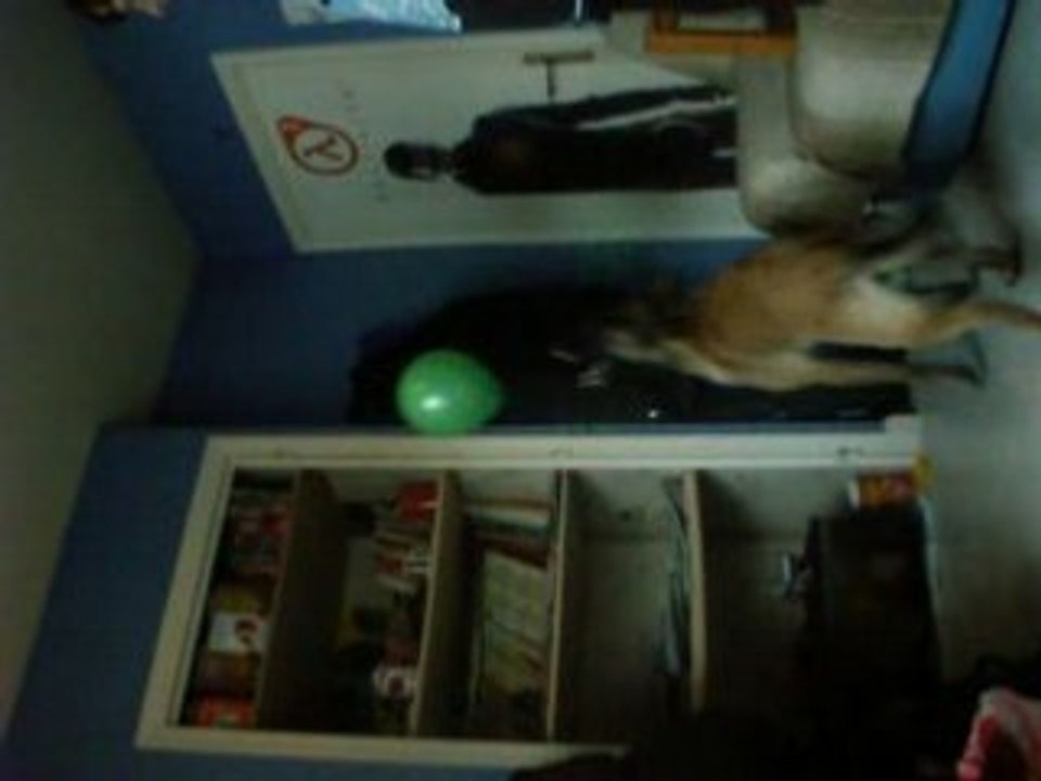 The dog VS ballon