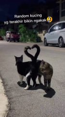 tingkah kucing random ngakak