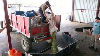 Hatay'da Zeytinyağı Üretimi ve Fiyatları