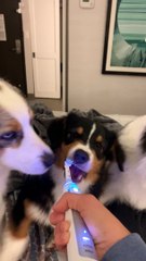 Australian Shepherd Grins At Electric Toothbrush