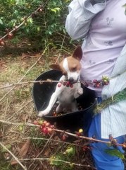 Dog Helps Harvest Coffee Beans