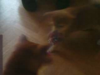 gengis et Chiara!