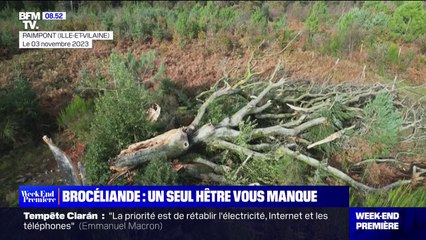 Brocéliande: un hêtre de plus de 250 ans déraciné par la tempête Ciaràn